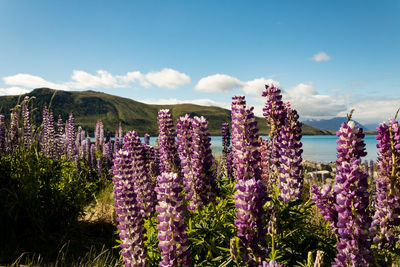 Purple flowering plants on land against sky