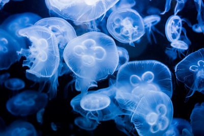 Close-up of jellyfish swimming in aquarium