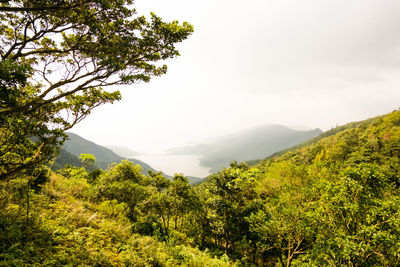 Scenic view of forest against sky