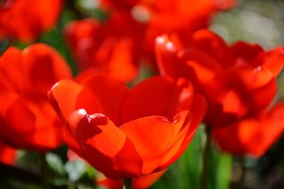 Close-up of red tulip