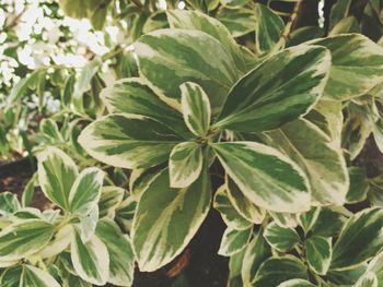 Close-up of fresh green plant