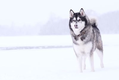 Dog standing on snow during winter