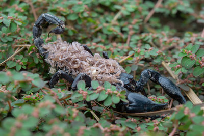 Close-up of lizard on plant