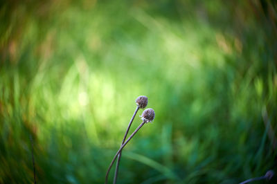 Close-up of plant