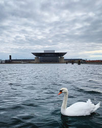 Swan swimming in sea against sky