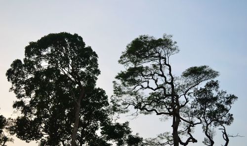 Low angle view of trees against clear sky