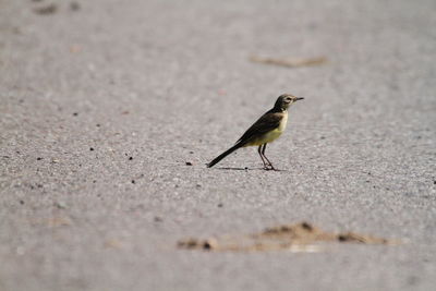 Bird perching on a sand
