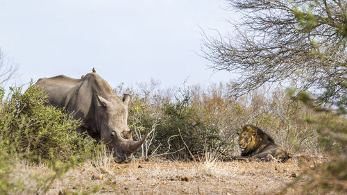 Low angle view of rhinoceros standing by lion at forest