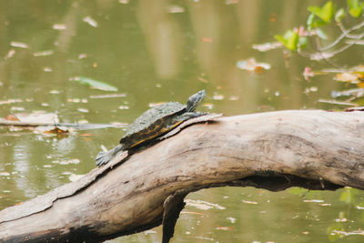 Bird perching on a lake