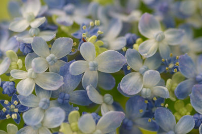 Close-up of white flowering plants