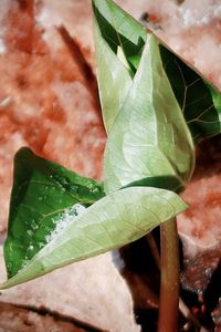 Close-up of green leaves on potted plant