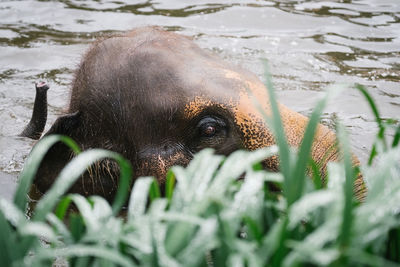 Close-up of grass against elephant calf swimming in lake