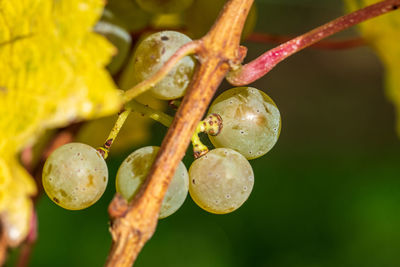 Close-up of wet yellow flowers growing outdoors