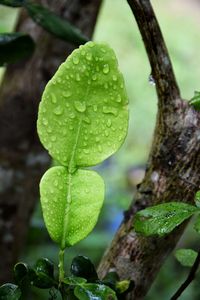 Close-up of raindrops on leaves