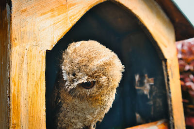 Close-up of owl