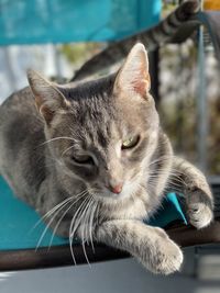 Close-up portrait of a cat