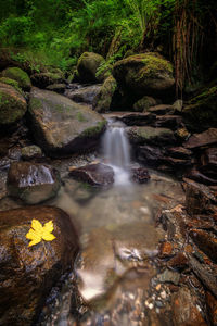 Stream flowing through rocks in forest