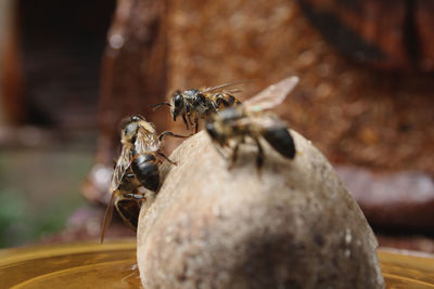 Close-up of bees