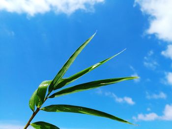 Low angle view of plant against blue sky