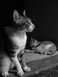 Cat sitting on floor