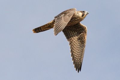Low angle view of peregrine falcon flying in clear sky