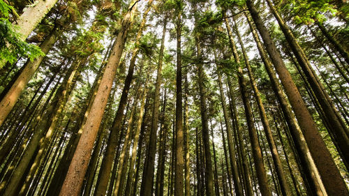 Low angle view of bamboo trees in forest