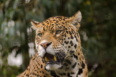 Close-up of leopard looking away against trees