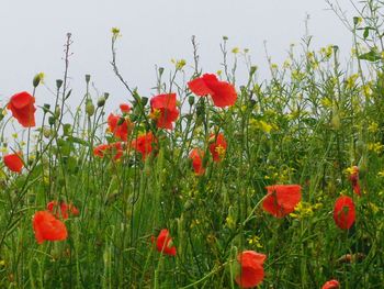 Red poppy flowers in field