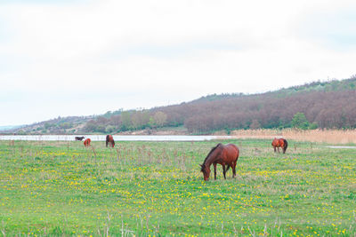 Meadow with horses . brown horses grazing grass