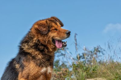 Dog looking away against clear sky