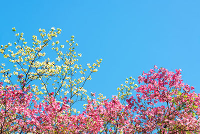 Low angle view of pink flowers growing on trees against clear blue sky