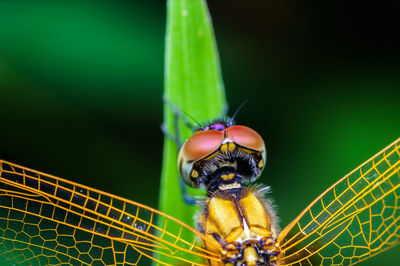 Close-up of insect on leaf