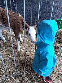 Baby boy standing by calf at pen