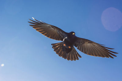 Low angle view of bird flying against clear blue sky