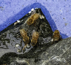 High angle view of shells on rock