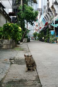 Portrait of cat on street in city