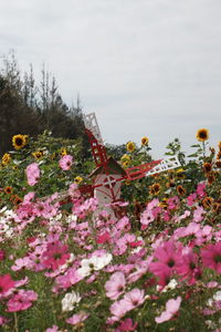 Close-up of pink flowering plants on field against sky