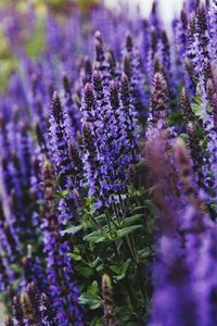 Close-up of lavender growing on field