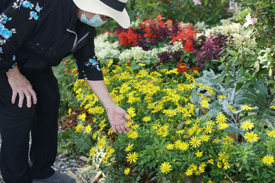 Rear view of woman standing amidst yellow flowering plants on field