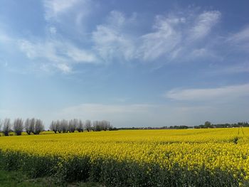 Scenic view of oilseed rape field against sky