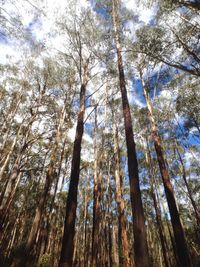 Low angle view of trees in forest