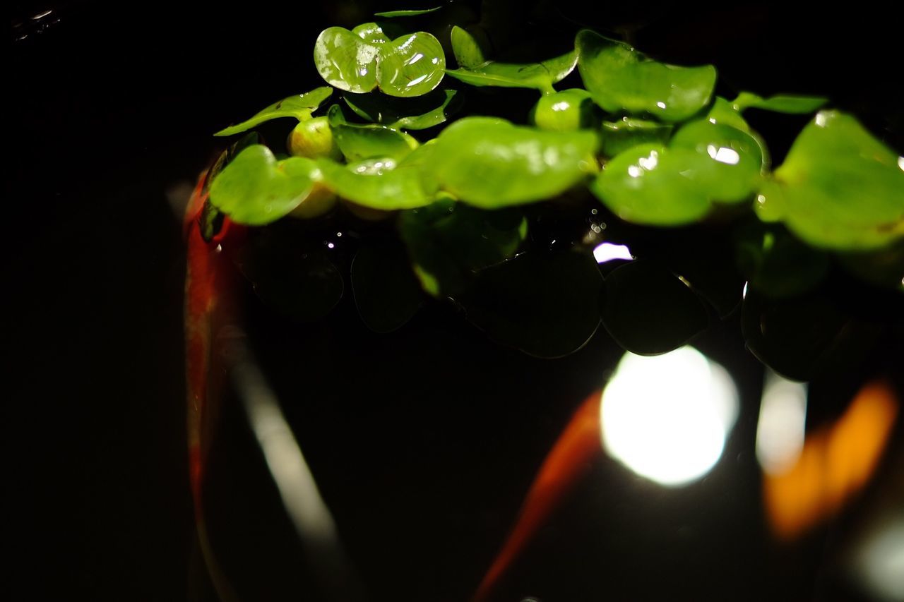 leaf, close-up, growth, plant, nature, fragility, focus on foreground, freshness, beauty in nature, sun, lens flare, water, drop, no people, sunlight, selective focus, night, outdoors, green color, flower