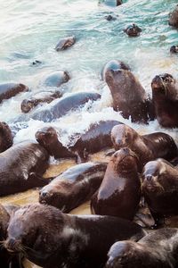 High angle view of crab at beach