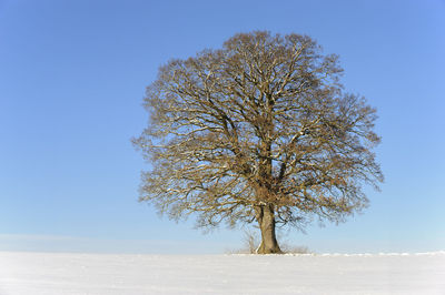 Single oak tree in field at winter