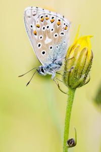 Close-up of butterfly on leaf