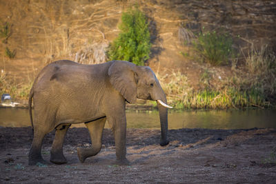 Side view of elephant in water