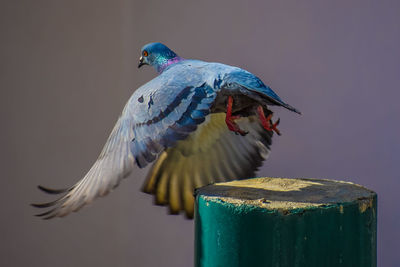 Close-up of bird flying over wooden post