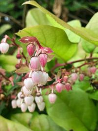 Close-up of pink flowers blooming outdoors