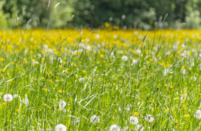 Yellow flowering plants on field