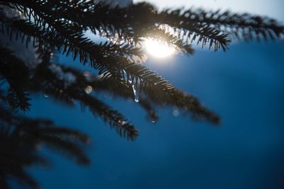 Low angle view of pine tree against sky during winter
